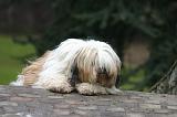 TERRIER DU TIBET 381